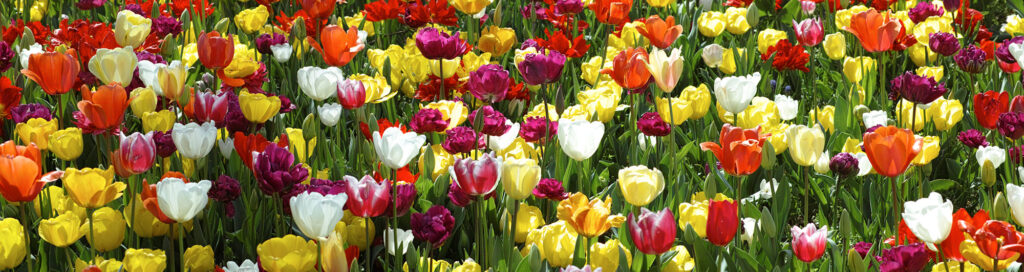 tulpaner