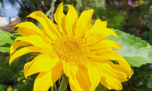 Blomma från stadsodlingen i Rågsved